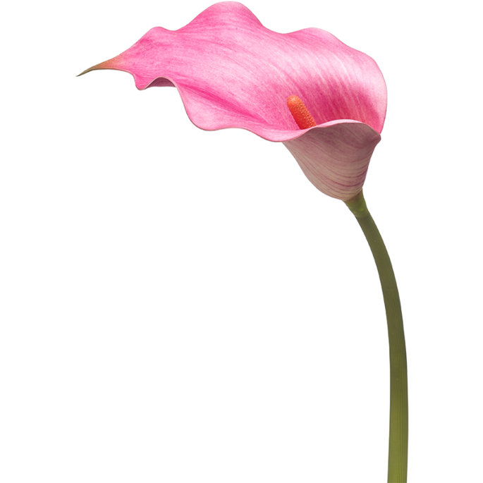 Calla