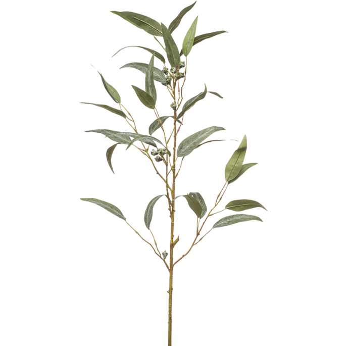 Eucalyptus