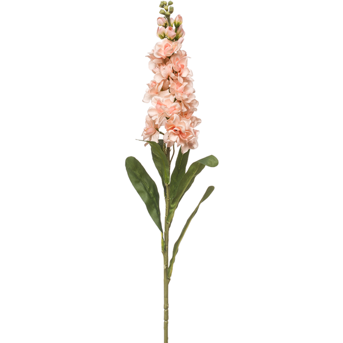 Matthiola