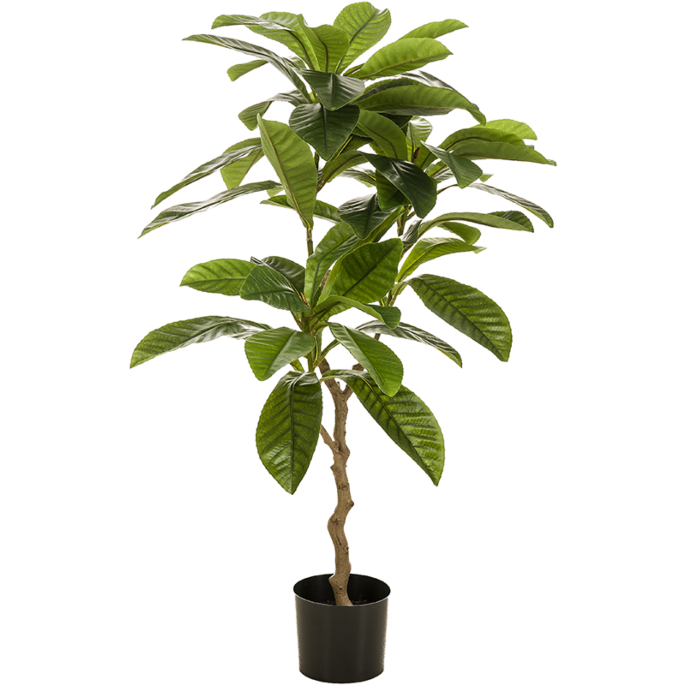 Frangipani