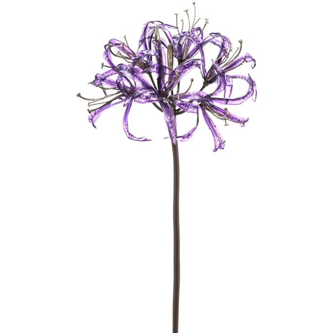 Nerine