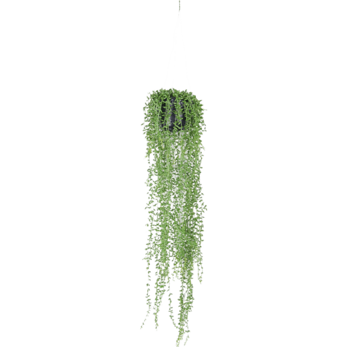 Senecio