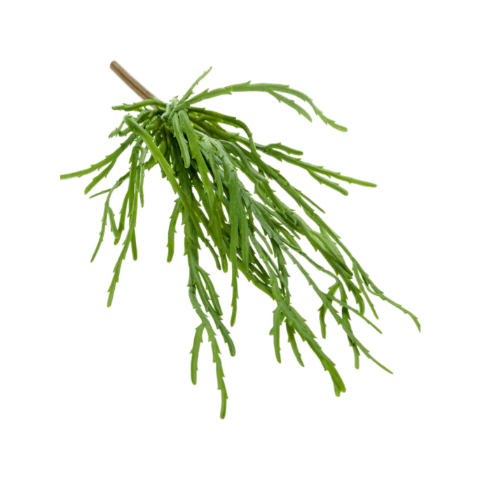 Rhipsalis Pandora