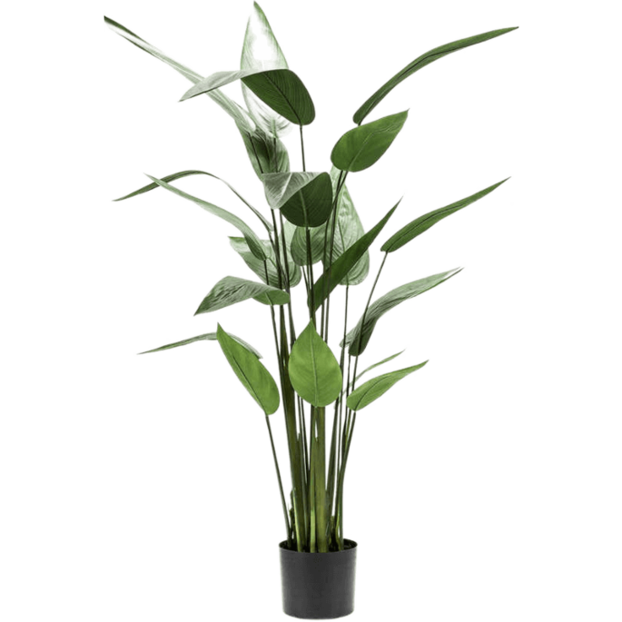 Heliconia