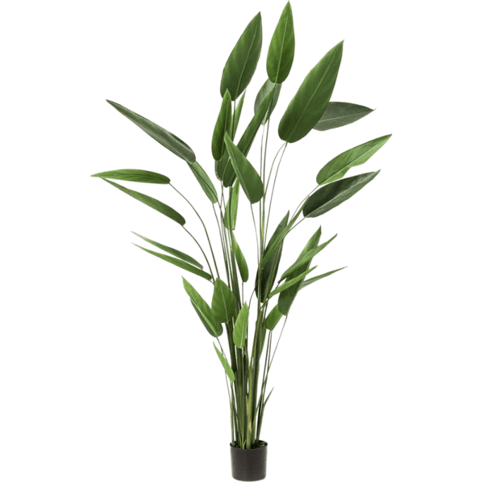 Heliconia