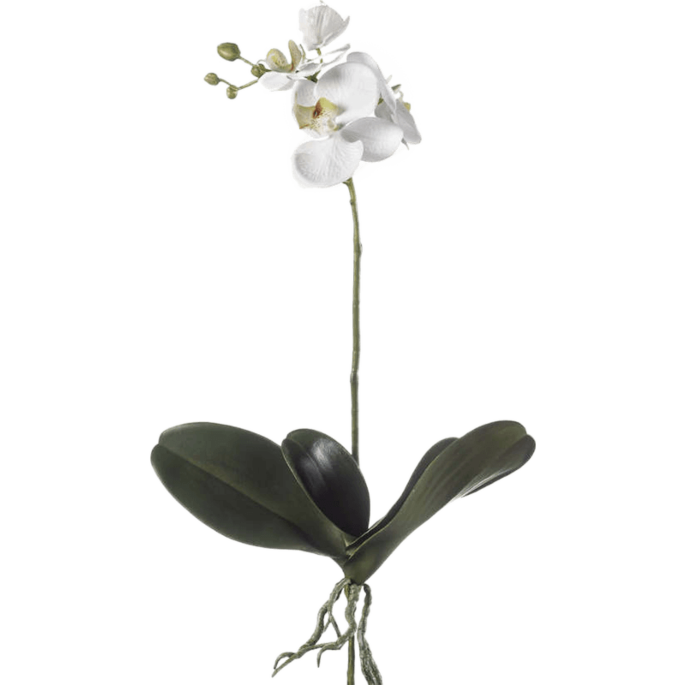 Phalaenopsis