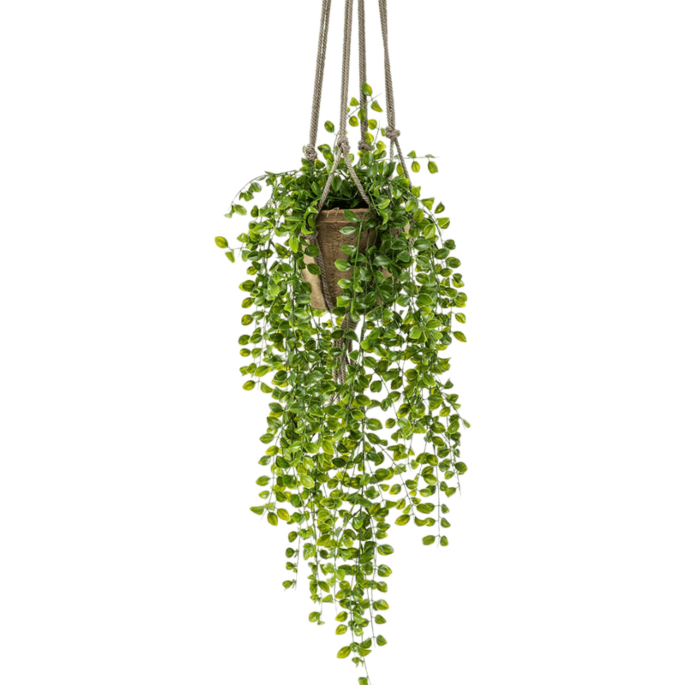 Ficus Pumila