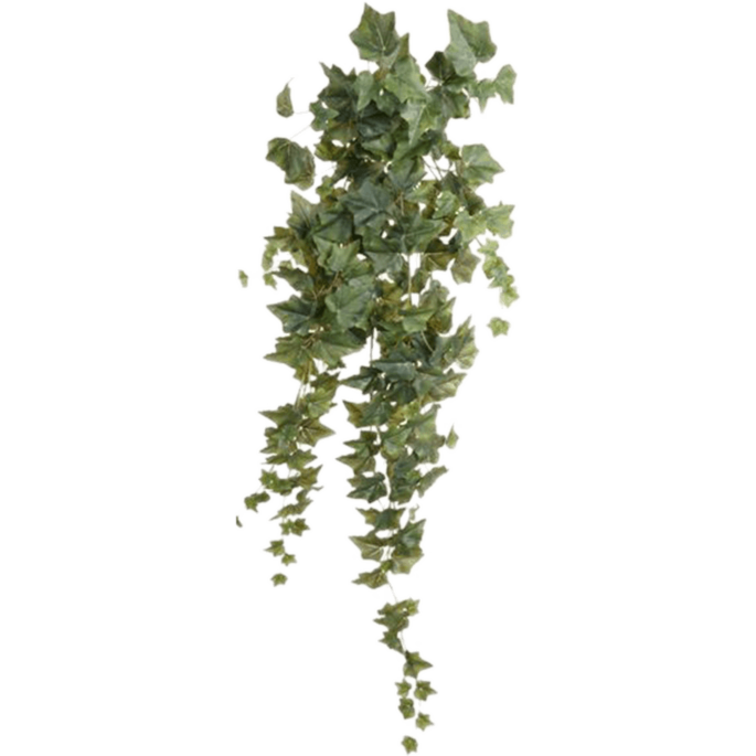 Klimop