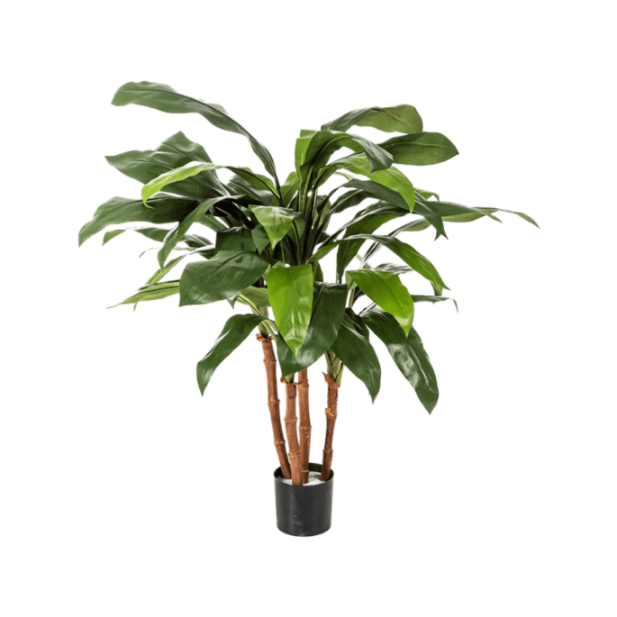 Cordyline
