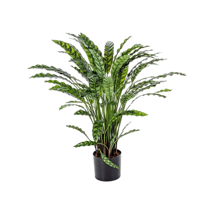 Calathea