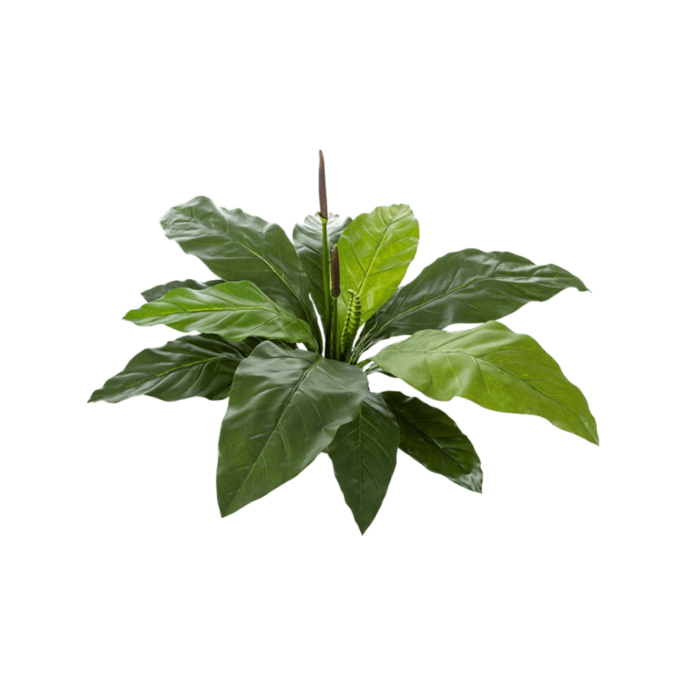Anthurium Jungle King