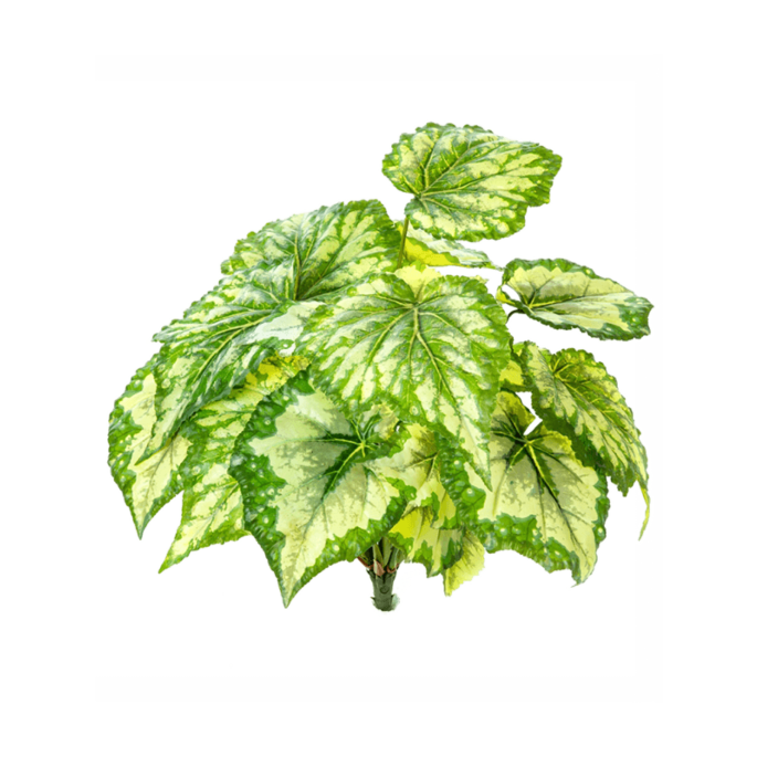 Begonia