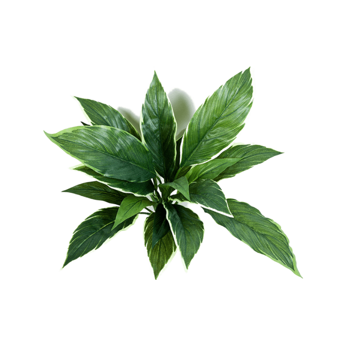 Cordyline
