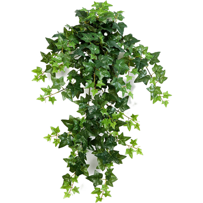 Klimop