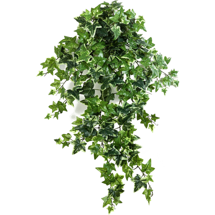 Klimop