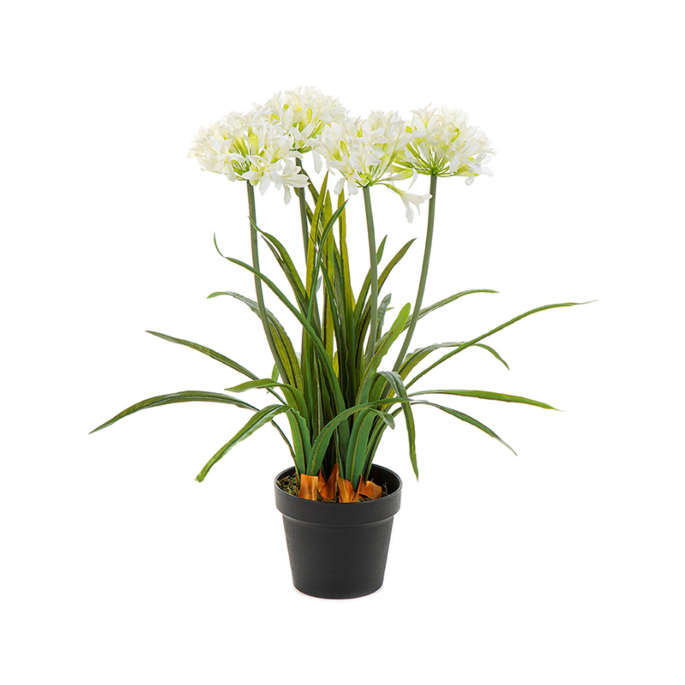 Afrikaanse Lelie (Agapanthus)