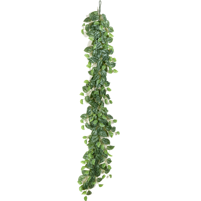Scindapsus