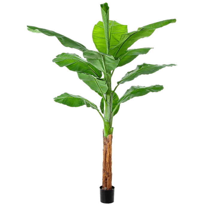 Bananenplant