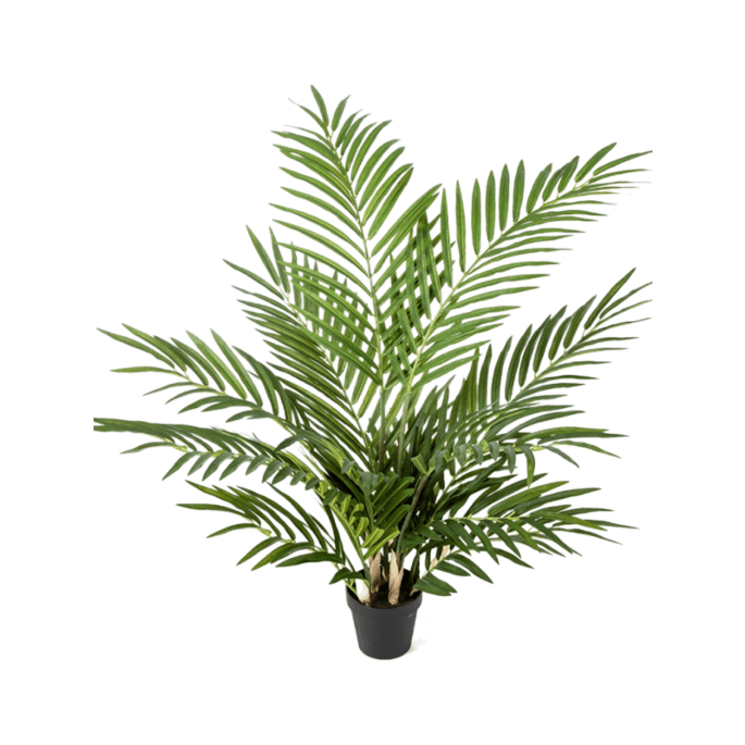 Areca