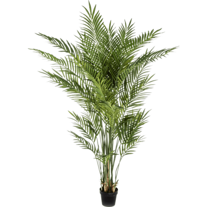 Areca