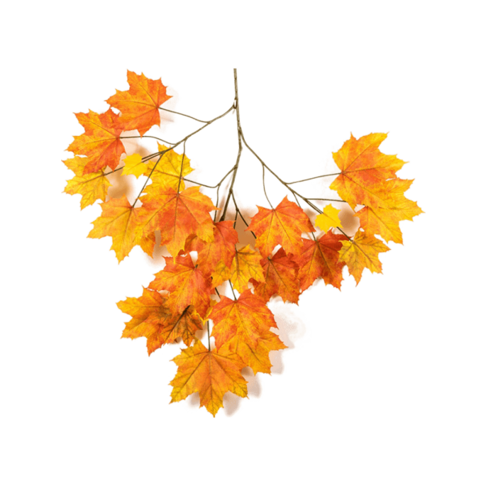 Maple