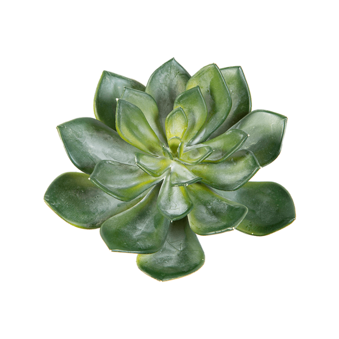 Echeveria