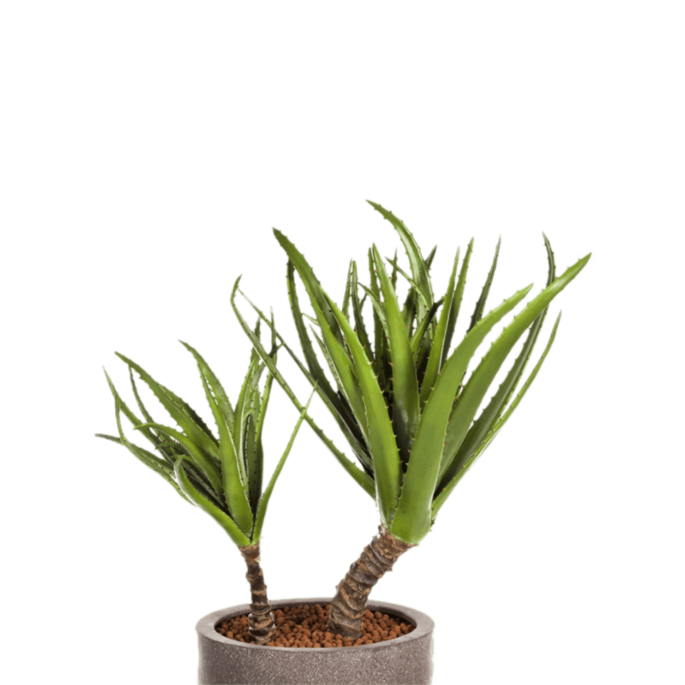 Agave op Stam