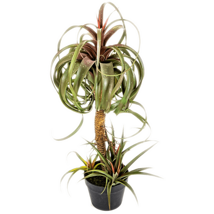 Tillandsia Streptophylla