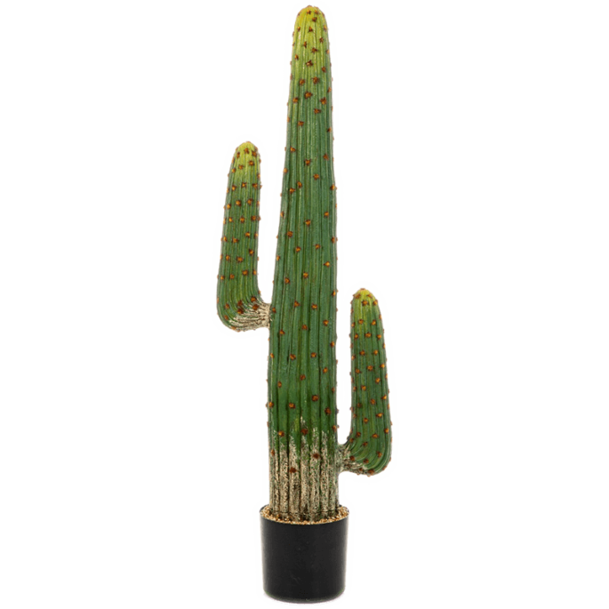 Mexicaanse Cactus