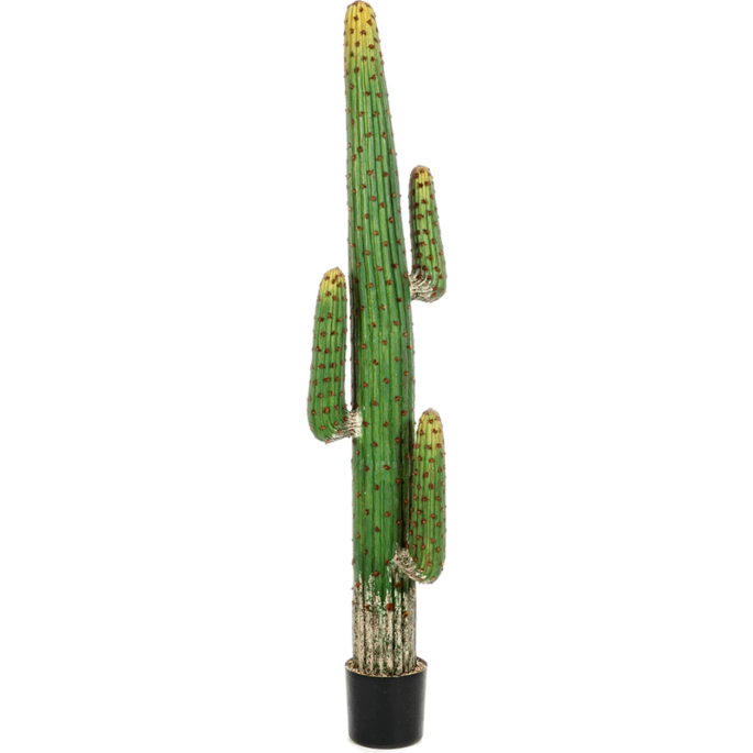 Mexicaanse Cactus
