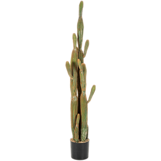 Zuilcactus