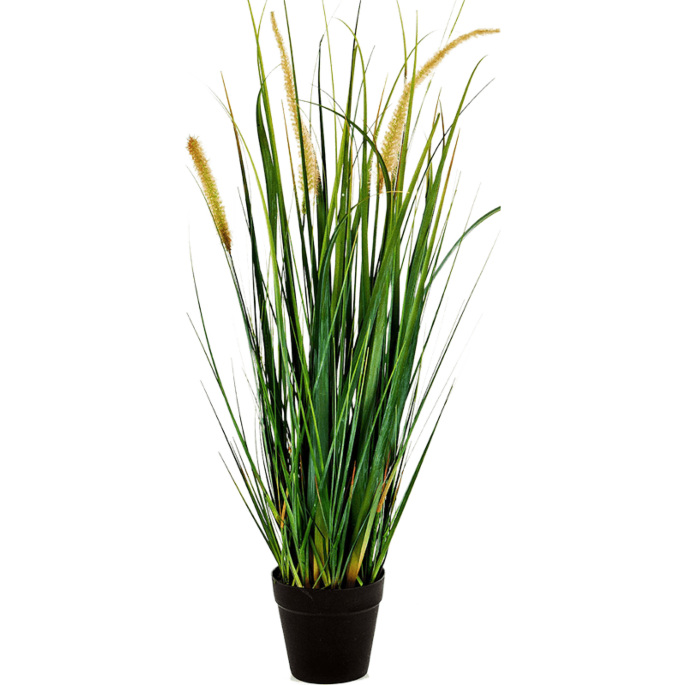 Vossenstaartgras
