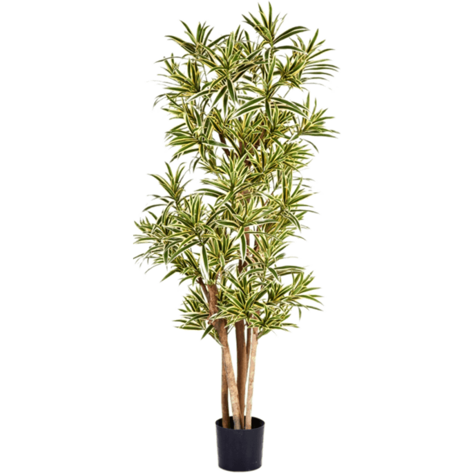 Dracaena Reflexa