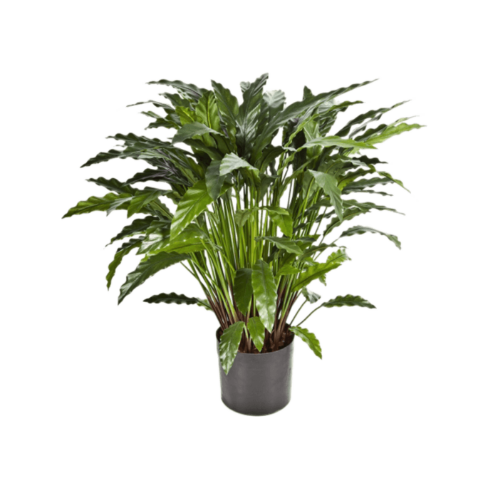 Calathea