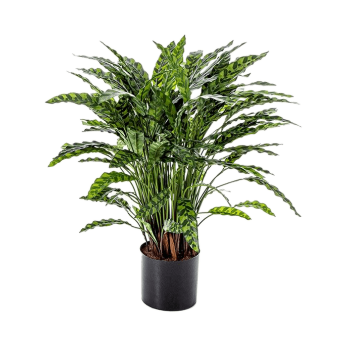 Calathea