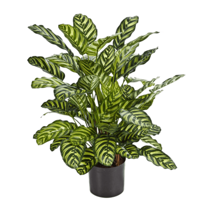 Calathea