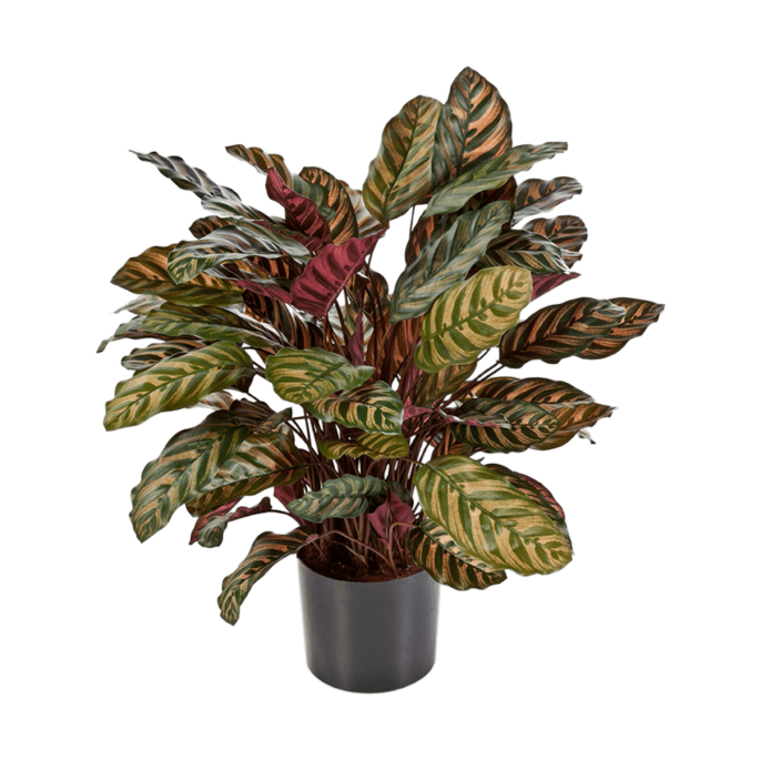 Calathea