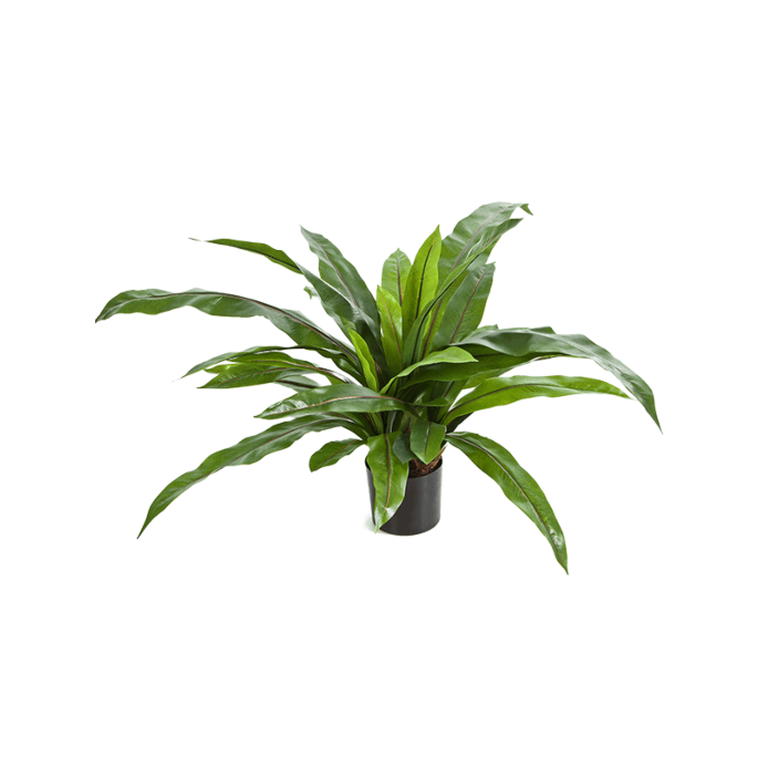 Nestvaren (Asplenium)