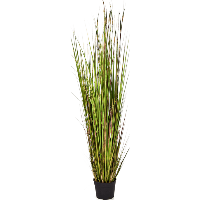 Bamboegras