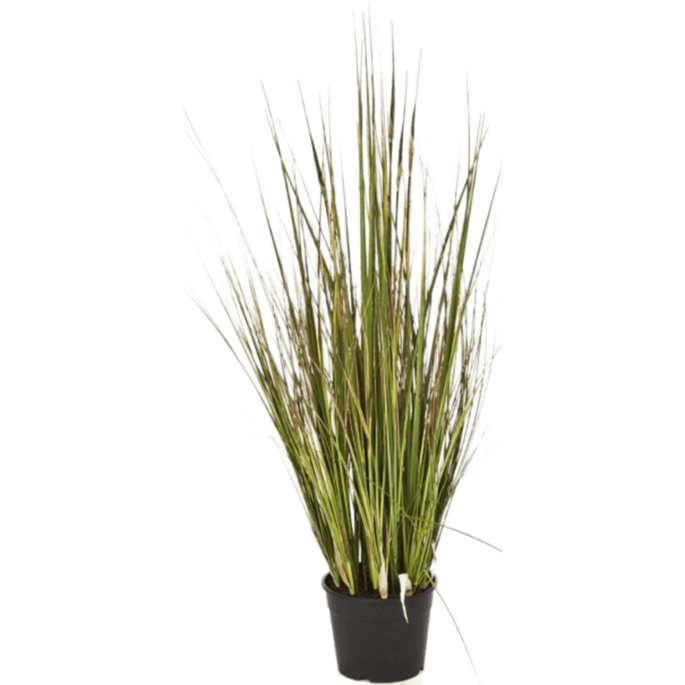 Bamboegras