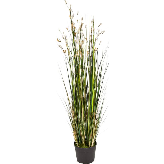 Koraalgras