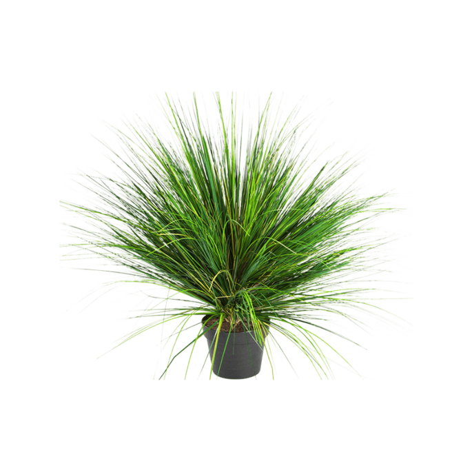 Ui Gras