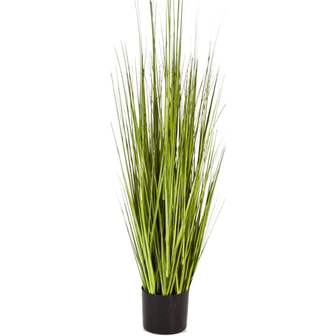 Carexgras