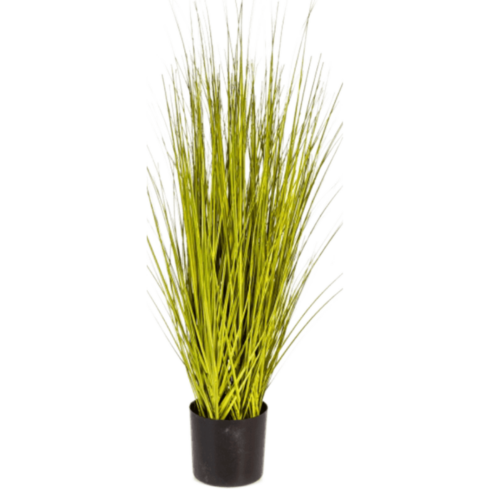 Miscanthusgras