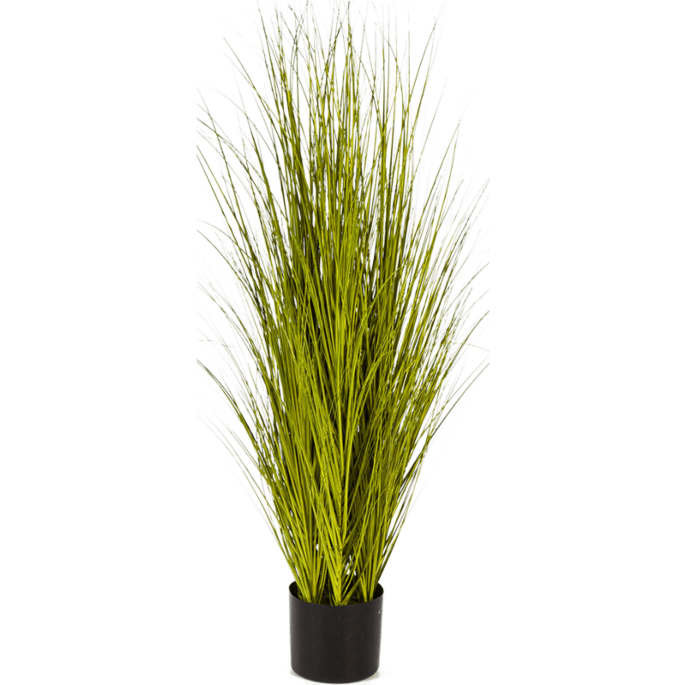 Miscanthusgras