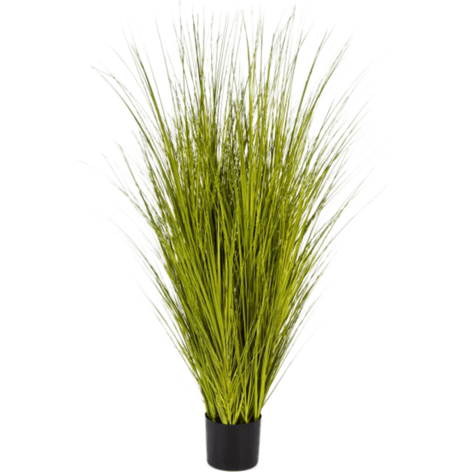 Miscanthusgras
