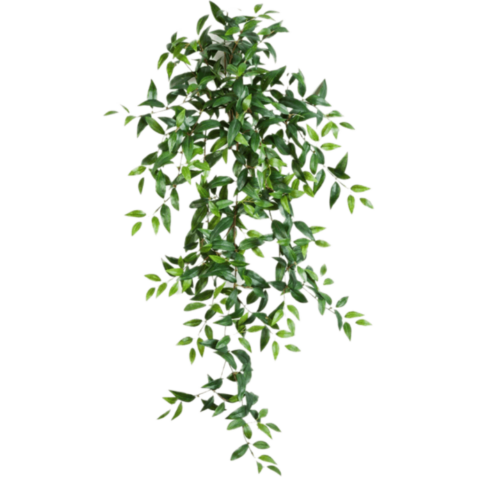 Vaderplant