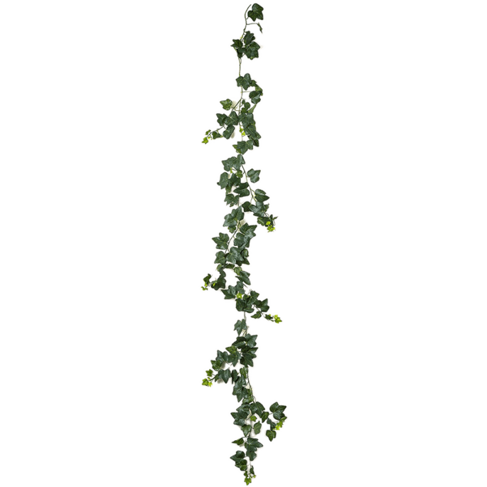 Klimop