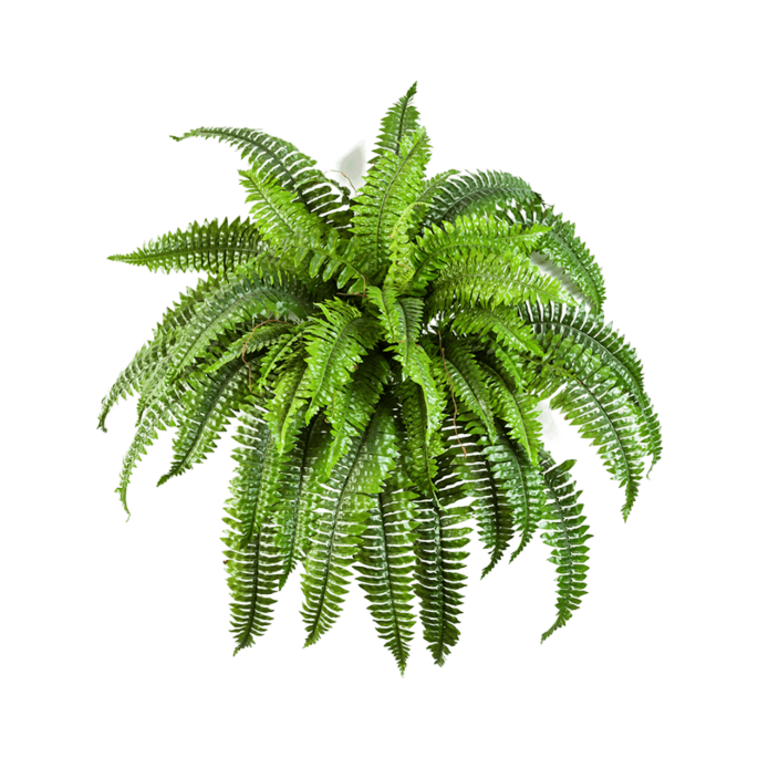 Krulvaren (Boston Fern)