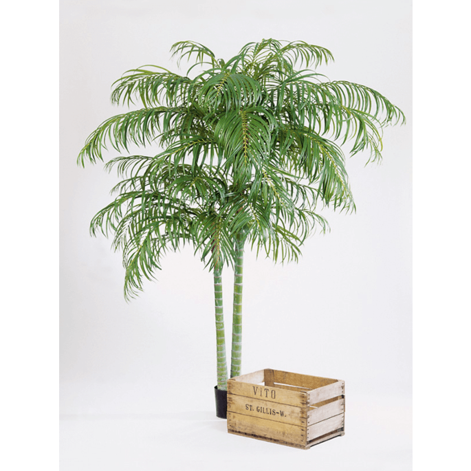 Areca